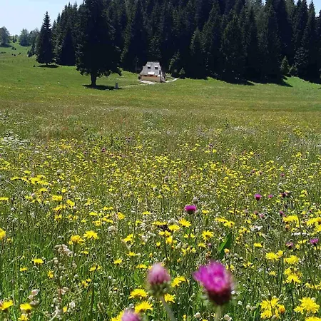 Yesa * Травник