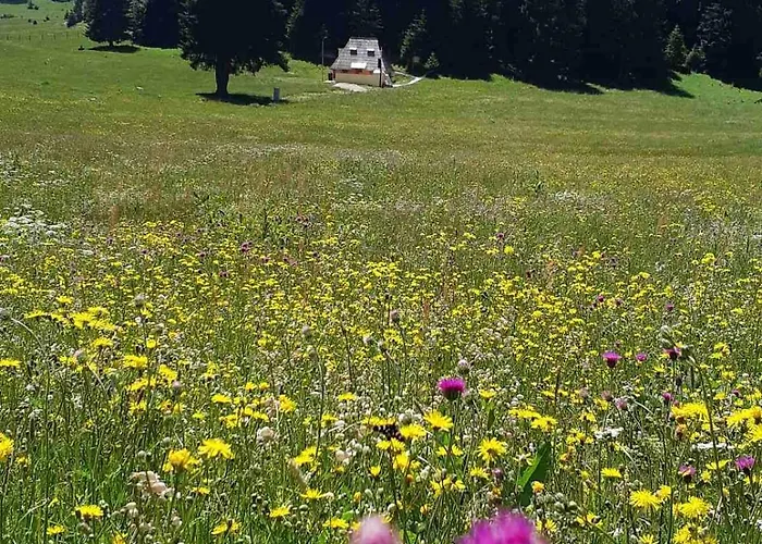 Yesa * ترافنيك